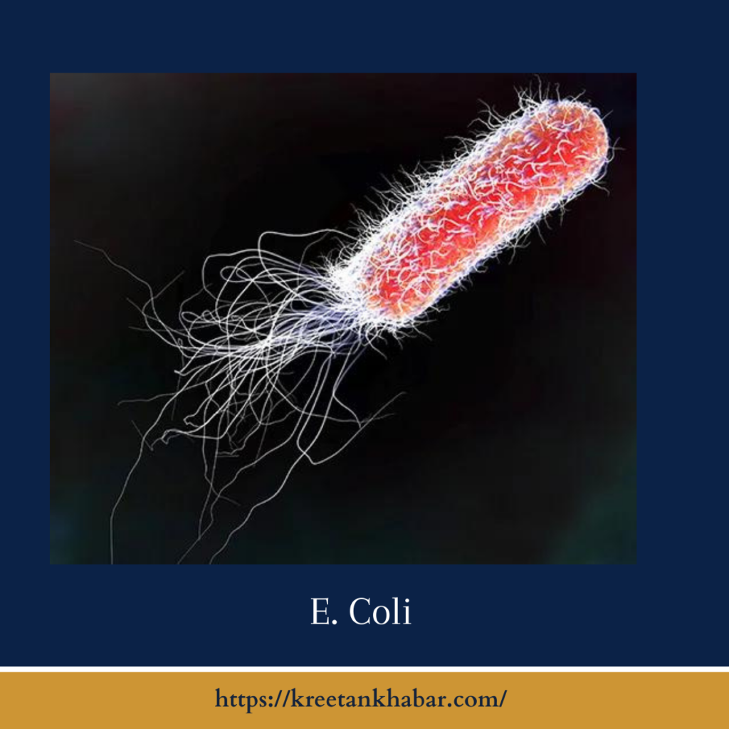 E. Coli
