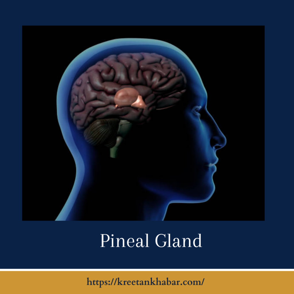 Pineal Gland