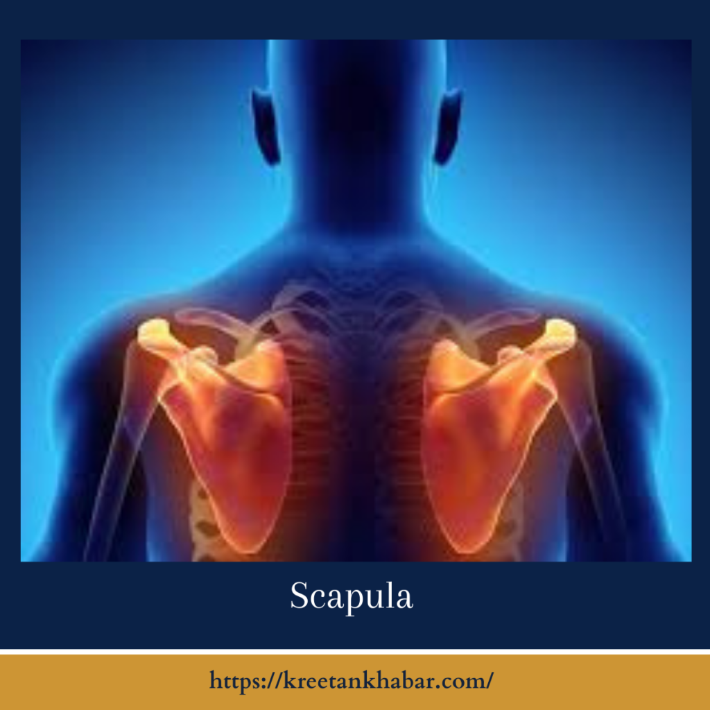 Scapula